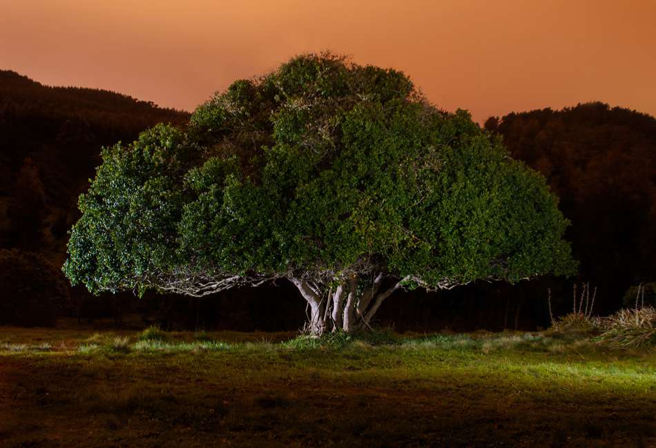 Boldo en el atardecer de Bosques_nativos_chile