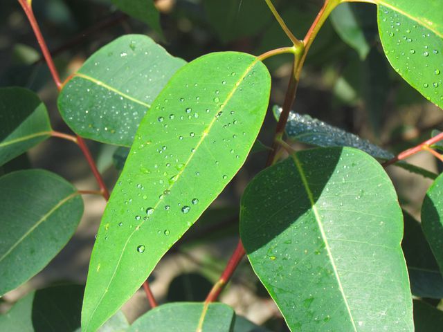 Hoja de Eucaliptus contas de agua