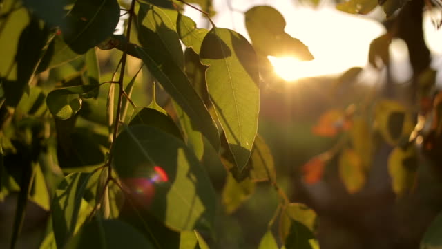Foto de eucaliptus en el atardecer en chile