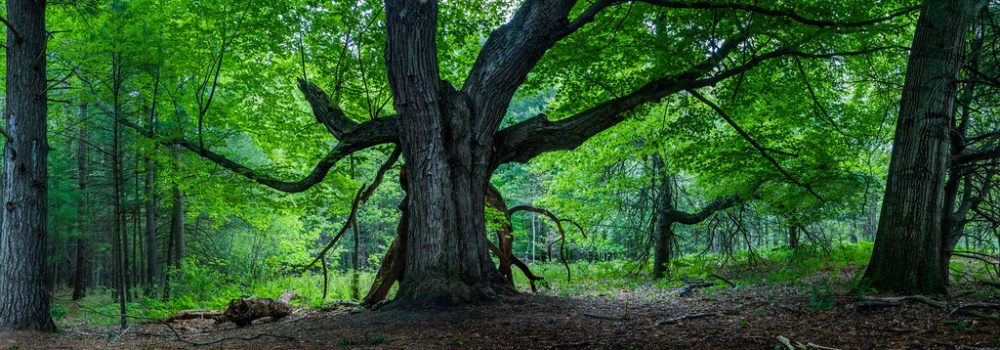 Árbol Hermoso manejado por Bosques nativos Chile