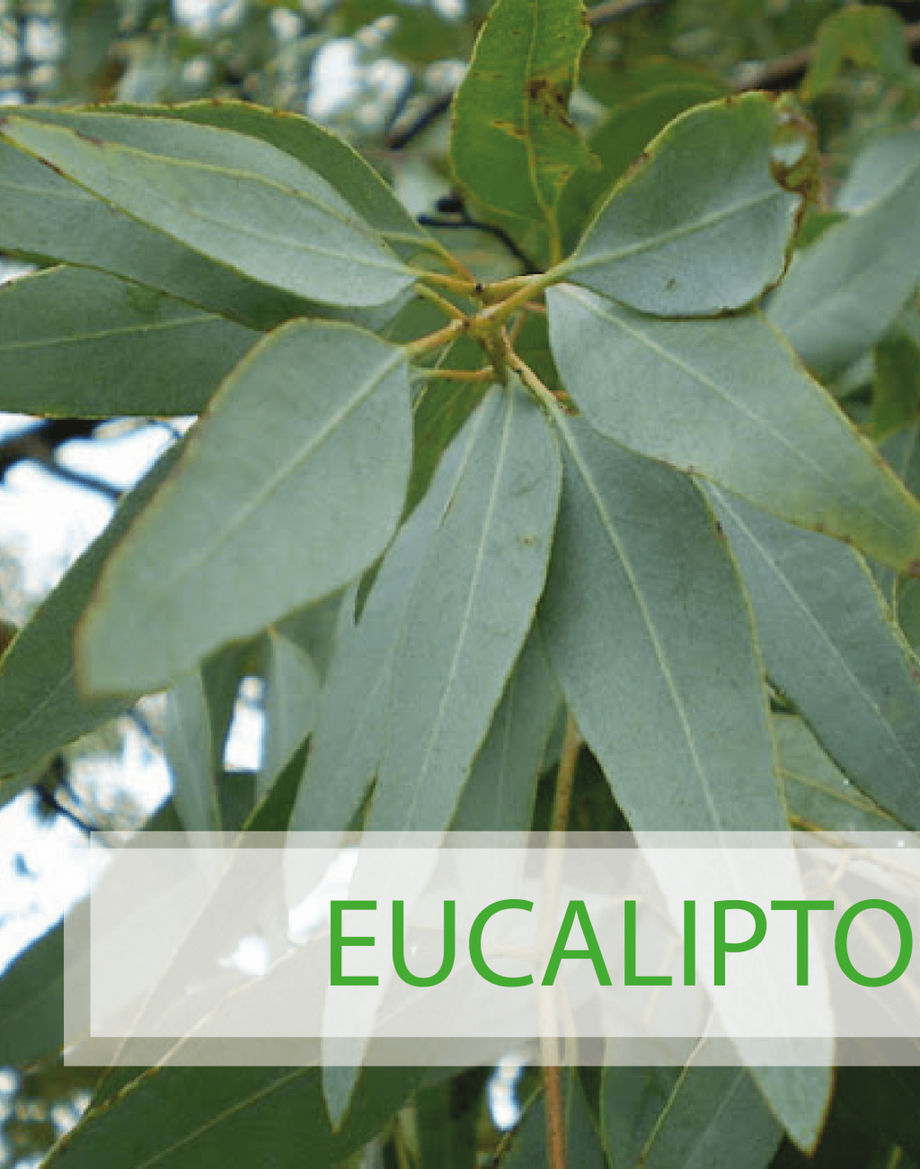 Recurso 7planta