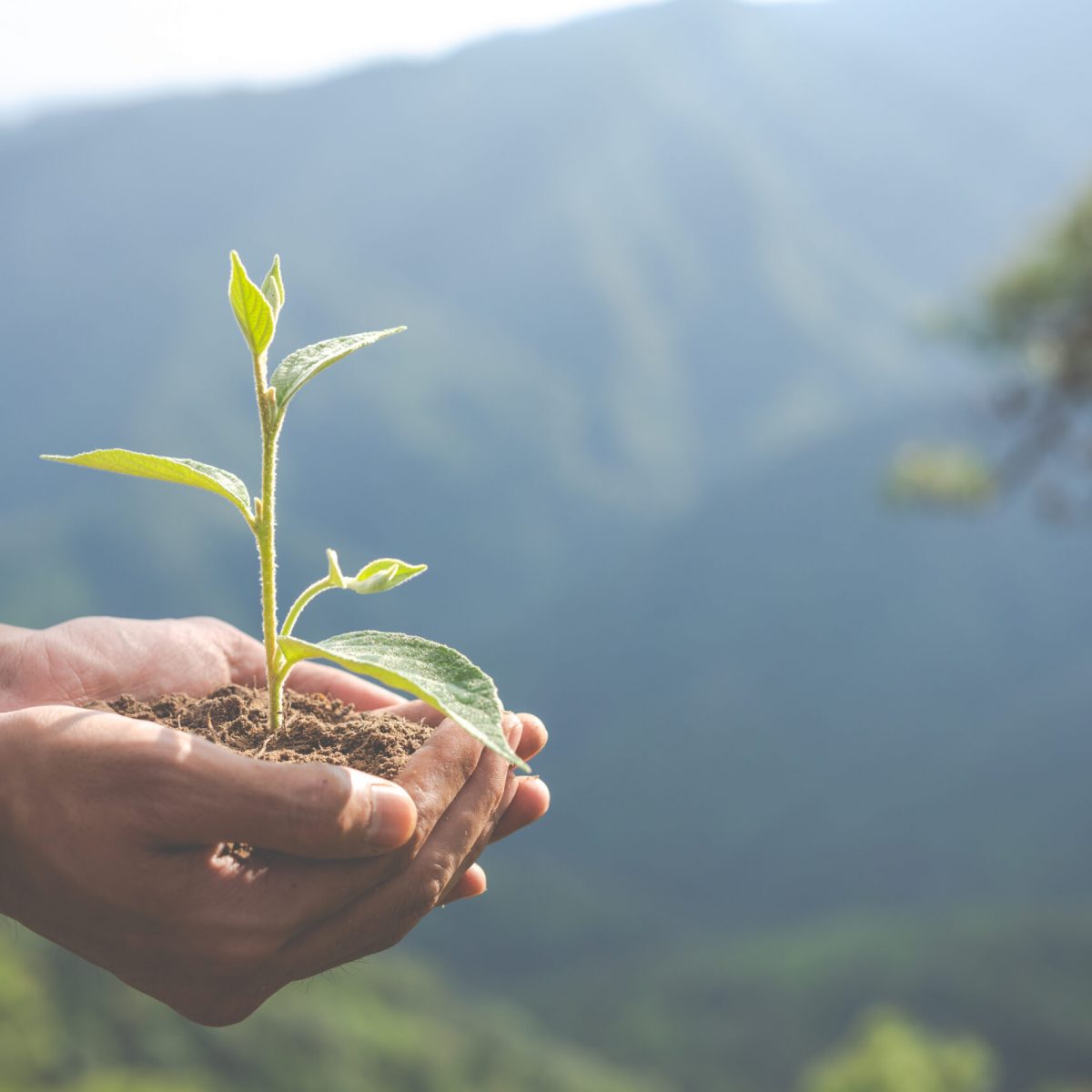 Concept of environmental conservation in the garden for children.