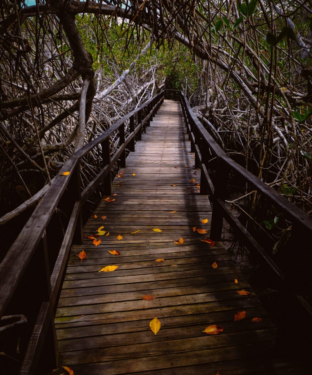 A vertical shot of a wooden pathway with a fence in the middle of trees